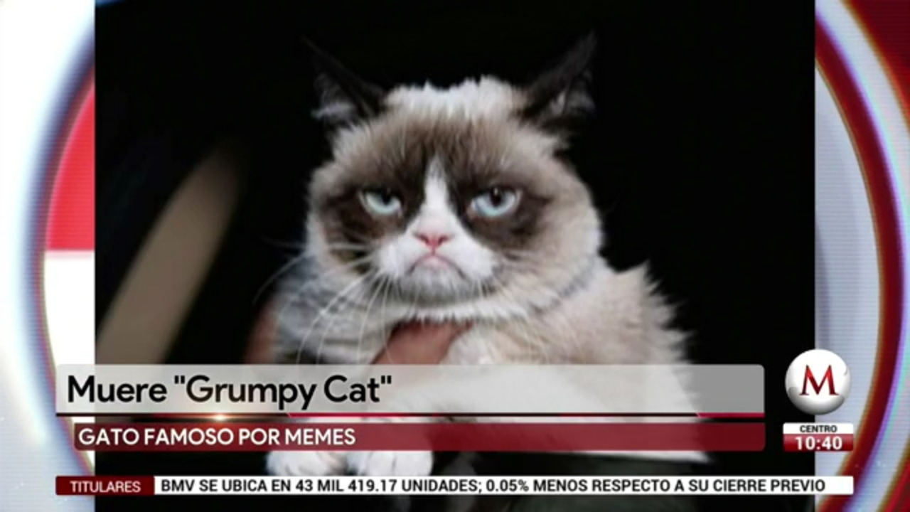 Murió Grumpy Cat, el gato que se volvió meme en internet - Grupo Milenio