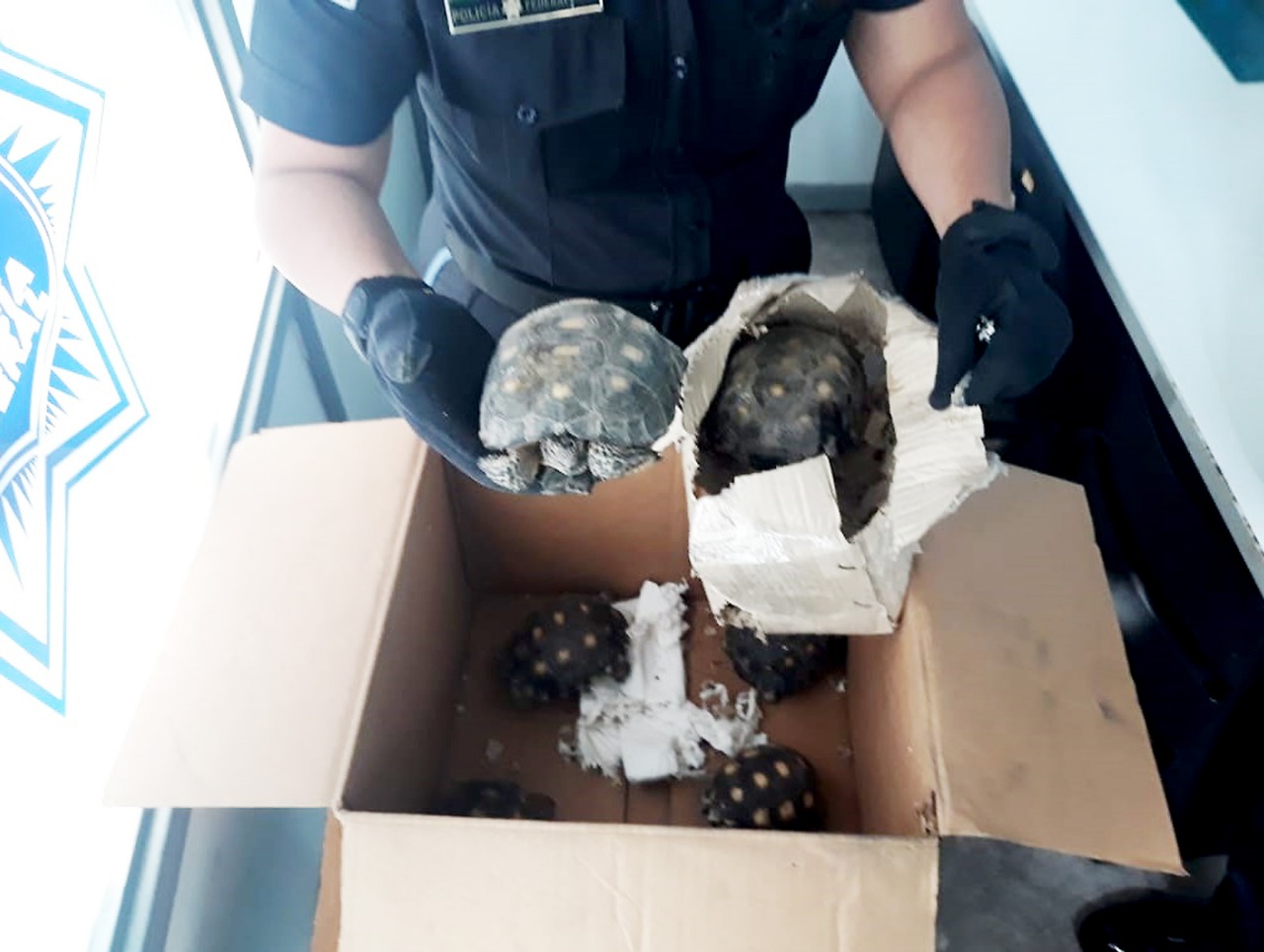 Tortugas decomisadas con destino a Veracruz. (Especial)