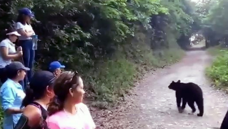 El oso caminó a un lado de ellos.