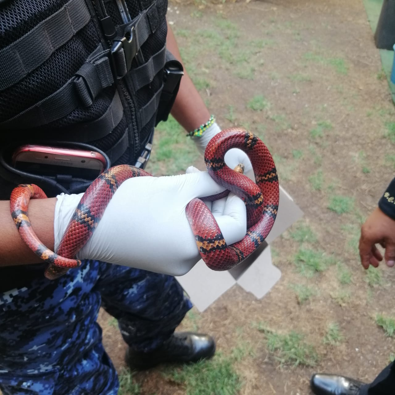 La serpiente, conocida como Falso Coralillo, deambulaba por la calle de Pitágoras, en la Narvarte. (Especial)