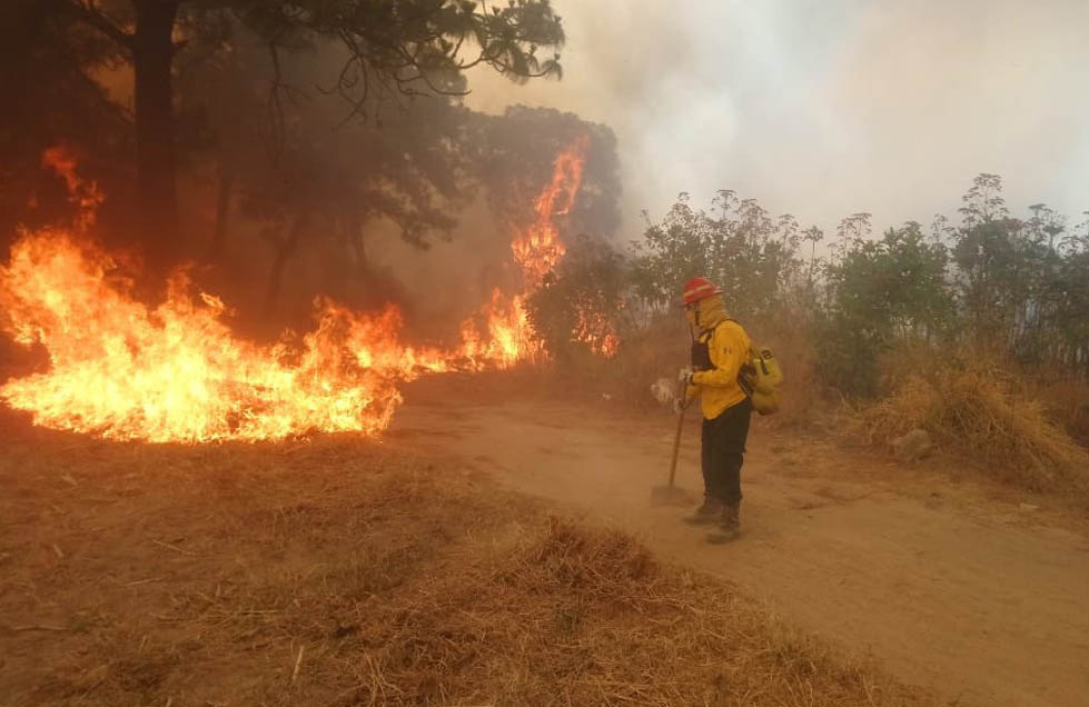 El bosque La Primavera ha sido invadido por el fuego constantemente (Especial).