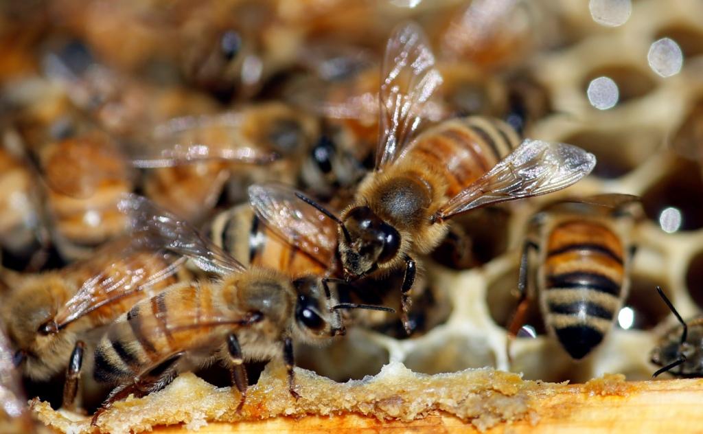 EU. Una colmena de abejas es avistada por el lente, el 20 de mayo es el Día Mundial de las abejas (AP)
