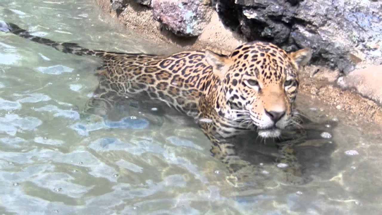 El Jaguar es una de las especies en peligro de extinción (Especial).