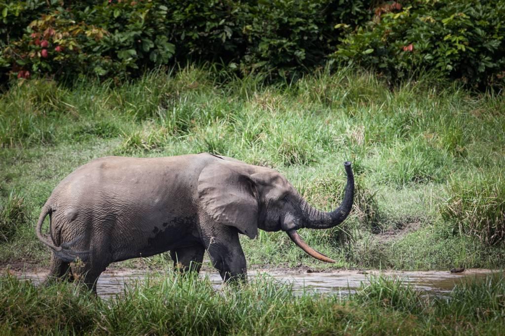La población de elefantes en África ha disminuido en los últimos años por la caza de marfil, muy cotizada en Asia (AFP)