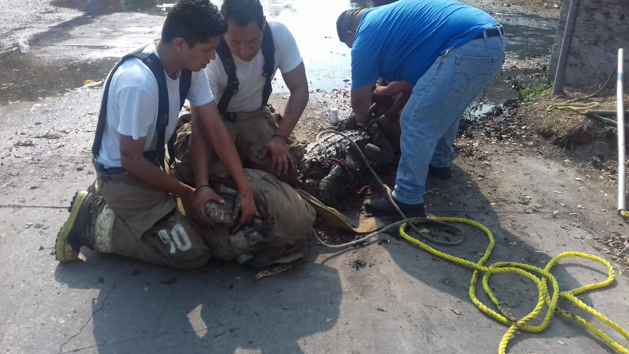 Captura de un cocodrilo por bomberos de Tampico (Foto/CORTESÍA)