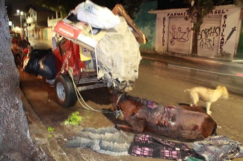 Diversos ejemplares trabajan bajo condiciones infames. (Especial)