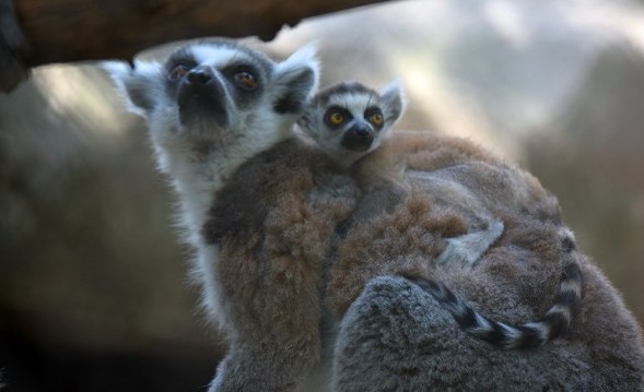 Los ejemplares de lémur cola anillada nacieron en los zoológicos de Aragón y Chapultepec. | Especial