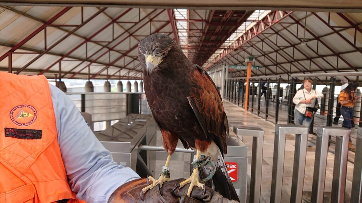 El águila de Harris usada para ahuyentar a palomas de la Línea B del Metro. (Tomado de @MetroCDMX)