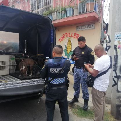 La hembra de pitbull fue trasladada a una veterinaria en Tláhuac. (Especial)
