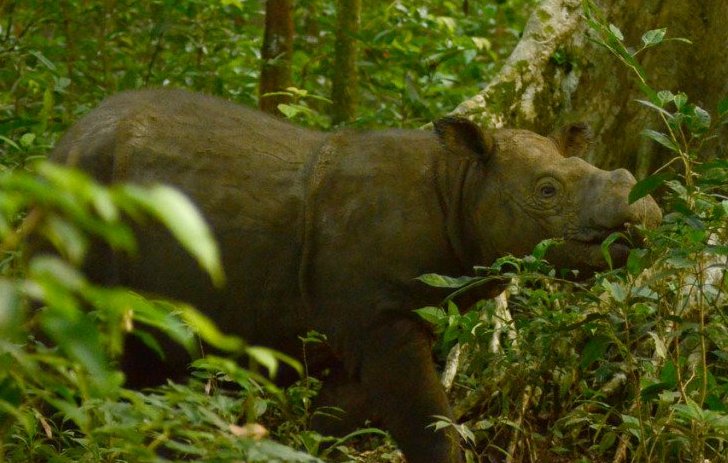 El animal fue capturado en agosto de 2008 cuando tenía aproximadamente 20 años.