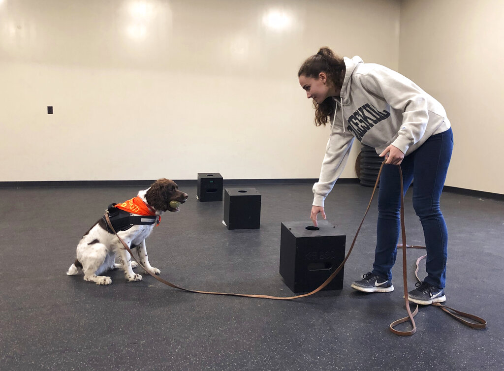 La estudiante Jessie Show trabaja con Luna, una springer spaniel a la que ha entrenado para detectar moho, en la Universidad Estatal de Nueva York en 