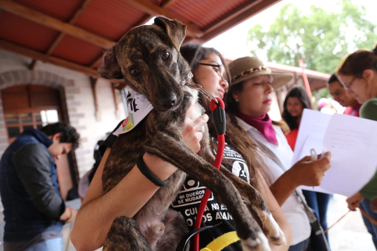 El Festival Internacional de Cine de América reunió promovió la adopción canina. (Jorge Sánchez)