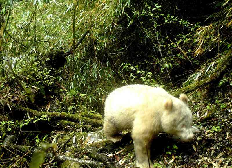 Fotografía del oso panda albino. (AFP)