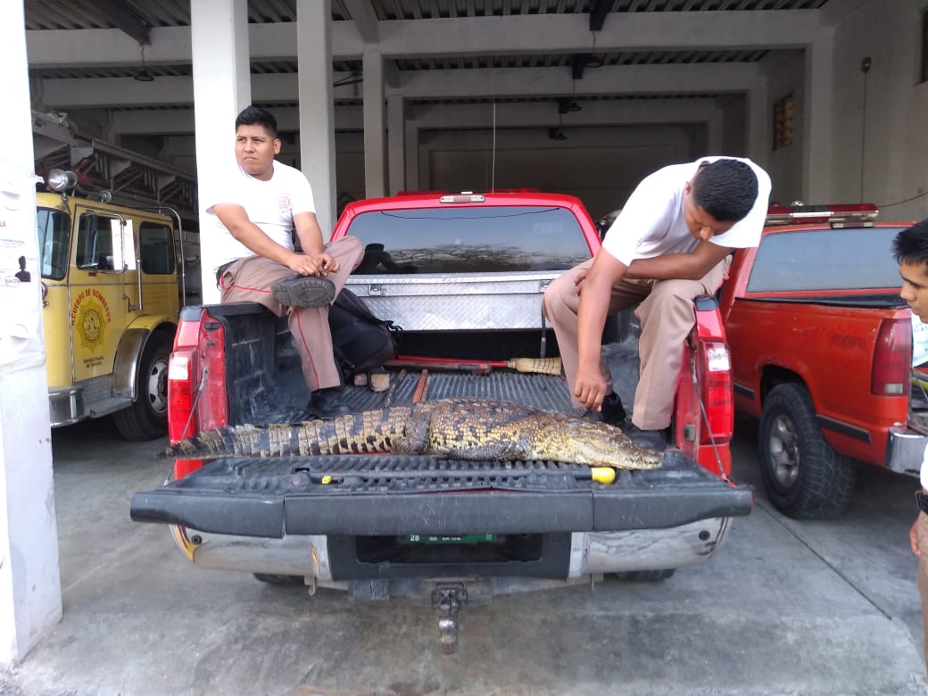 Encuentran cocodrilo muerto en laguna del Carpintero (Foto/CORTESÍA)