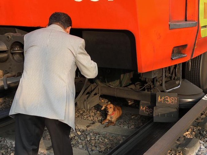 El conductor rescató al perro en las vías del Metro Constitución de 1917. | Twitter @MetroCDMX