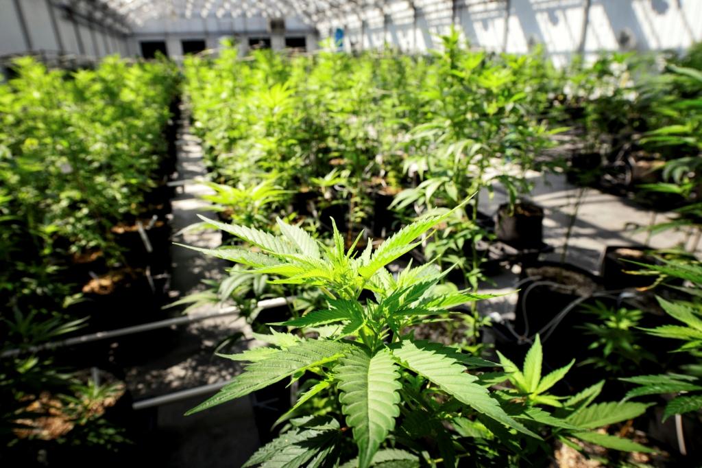 Oregon presenta un excedente de hasta mil kilogramos de mariguana debido al número de licencias y la facilidad de cosecha (AP)