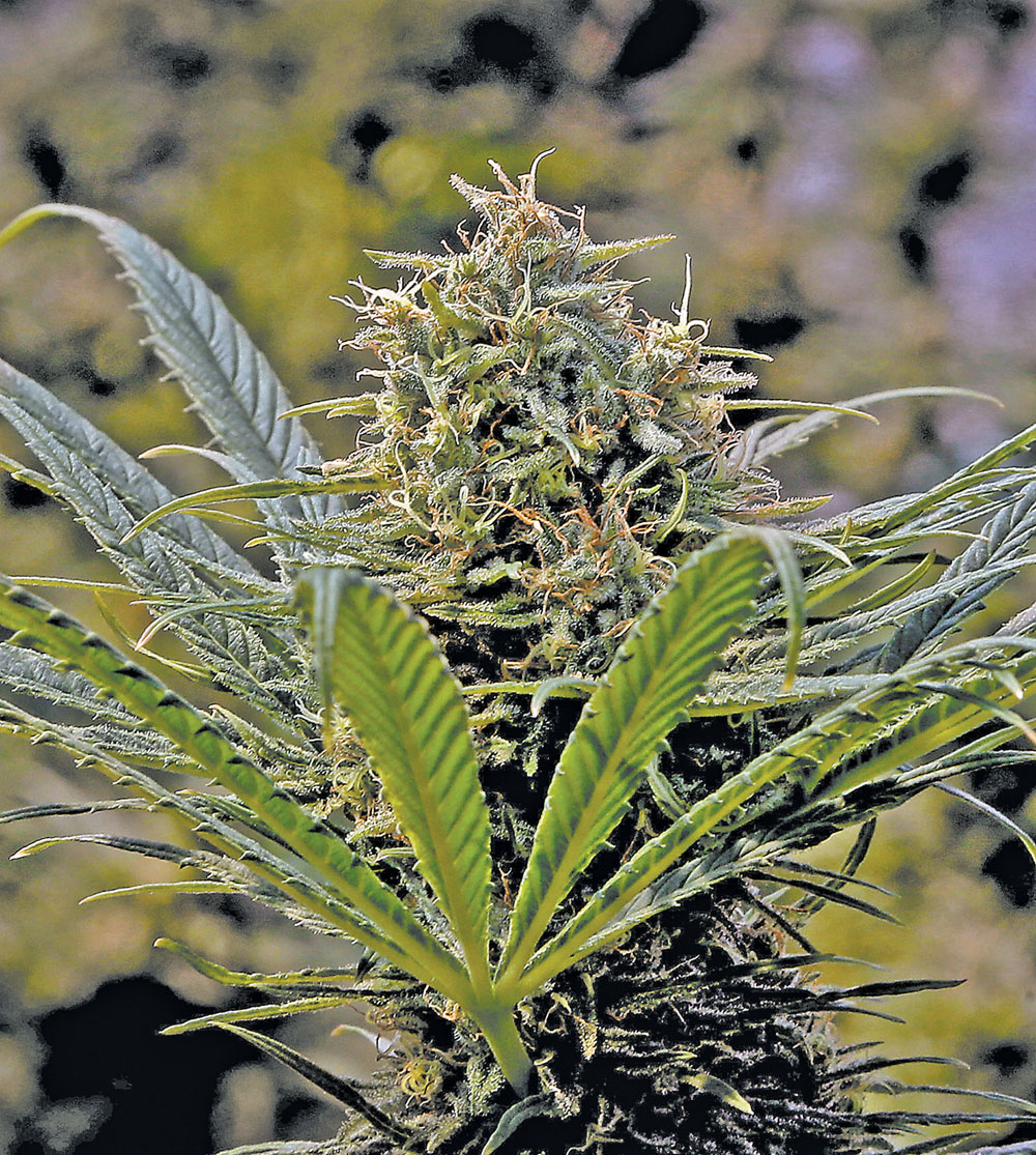 El excedente de cannabis equivale a mil millones de porros. (AP)