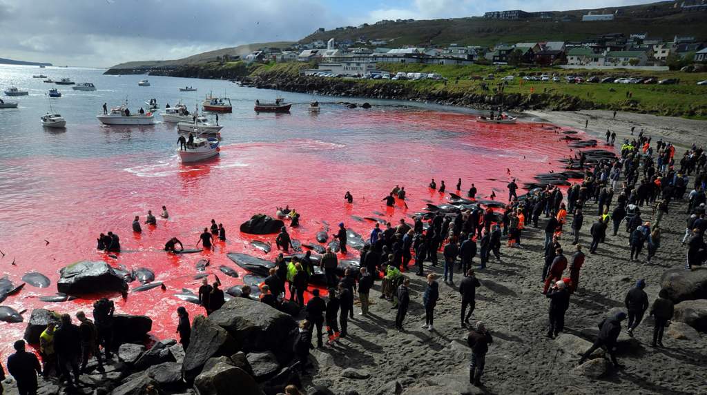 Islas Feroe caza de ballenas. (AFP)