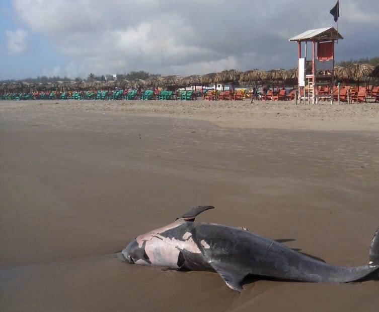 Aparece muerto a orilla de playa Miramar un delfín "pico de botella" (Foto/CORTESÍA)