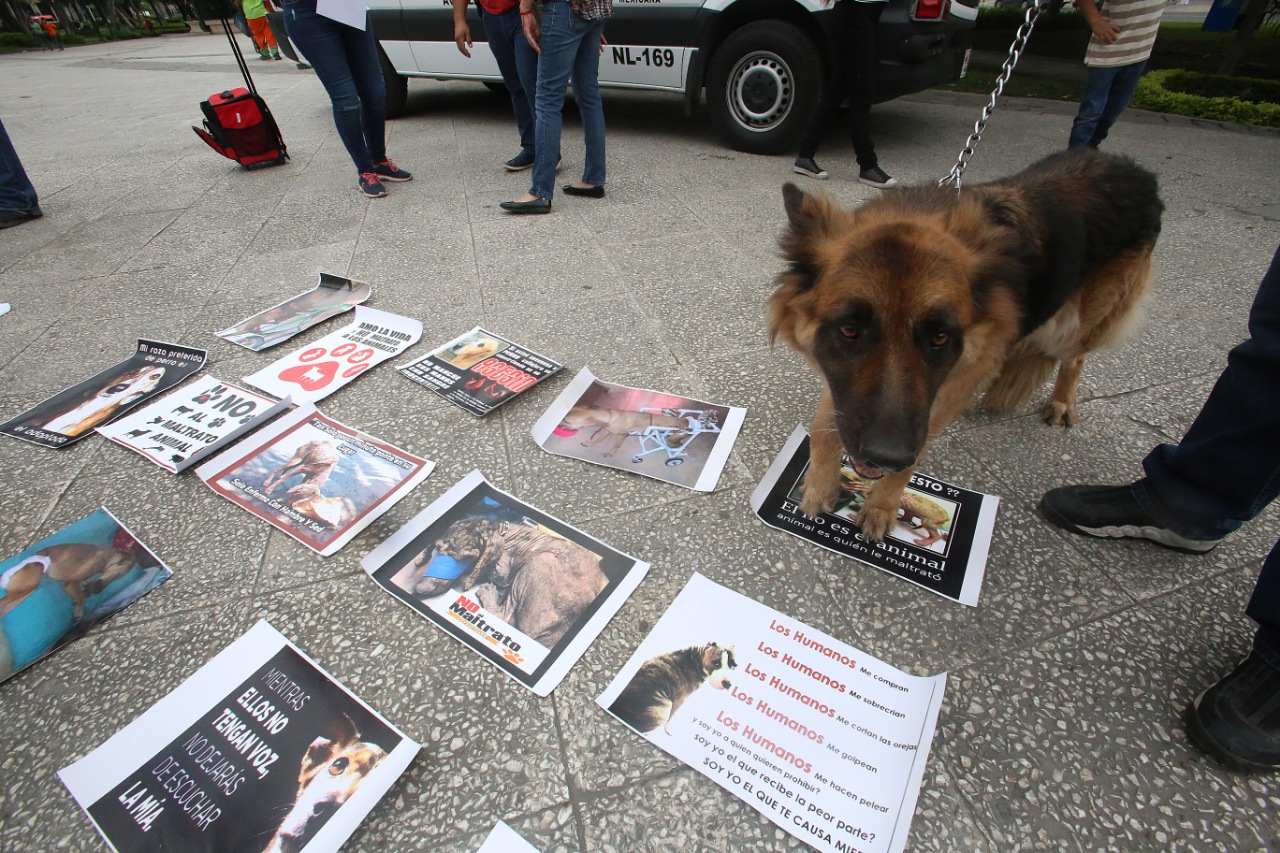 Incontables casos de maltrato son documentados a diario gracias a las redes sociales. LEONEL ROCHA
