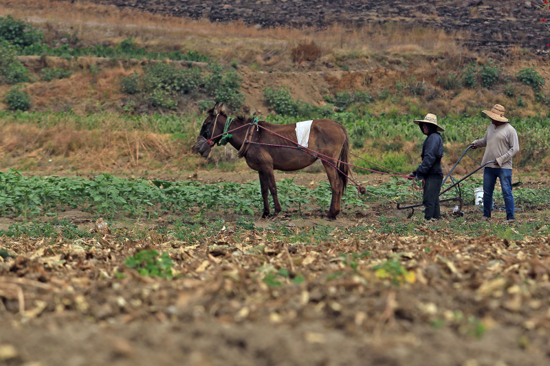 50% del campo poblano fue afectado por sequías (Andrés Lobato)