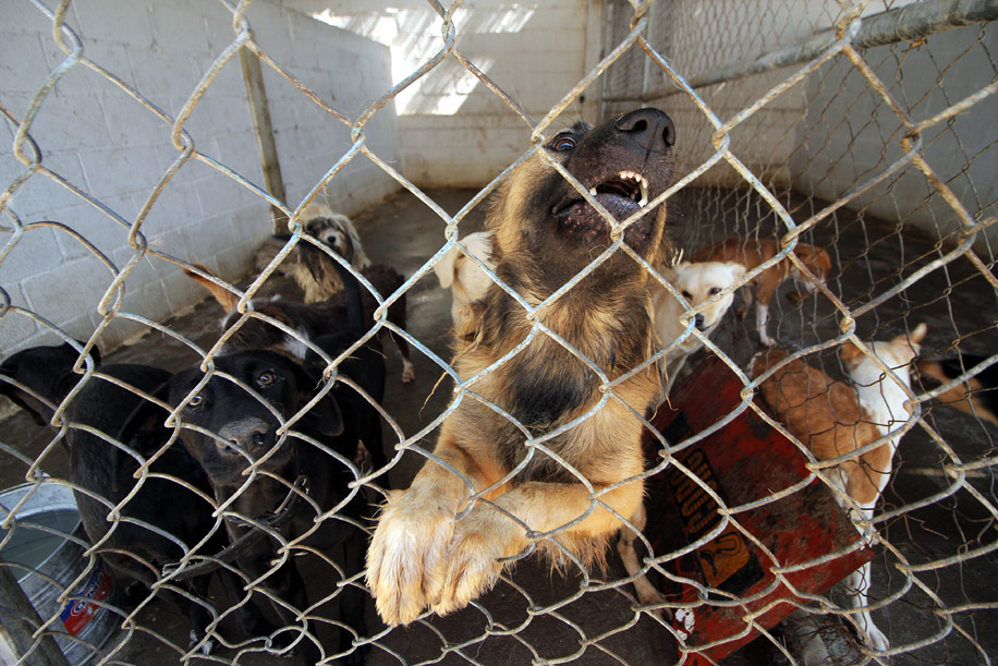 El dueño de los animales pasará 7 meses en prisión y pagará una multa de menos de cinco mil pesos. (Milenio Digital)