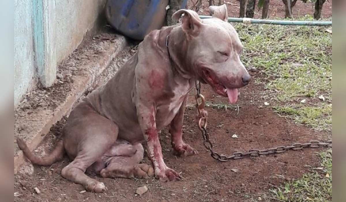 Aunque algunos perros sean propensos a atacar, la conducta previa de la víctima y lo aprendido de sus dueños es el principal detonante del ataque. (Es