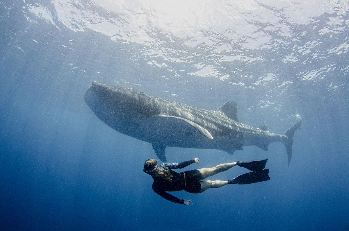 Conoce por qué el 8 de junio es el Día Mundial de los Océanos. (World Oceans Day)