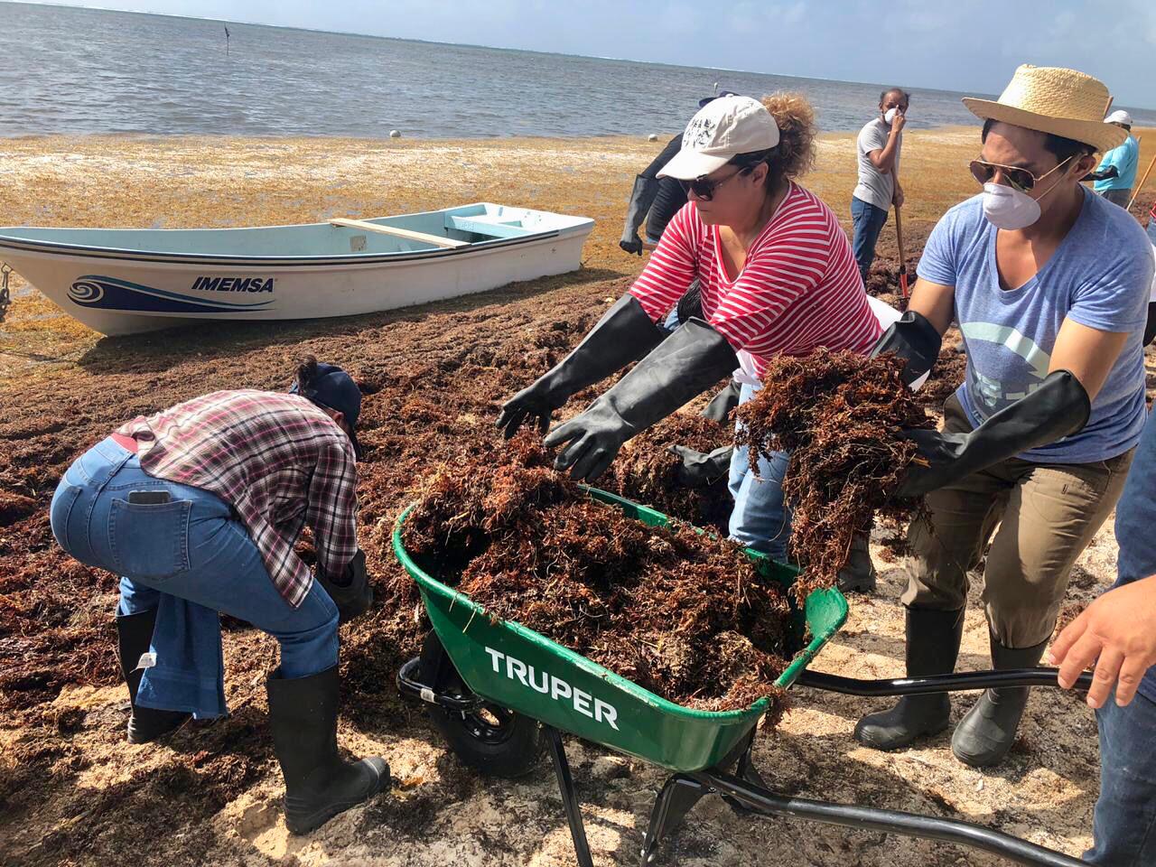 Combate al sargazo en Quintana Roo. (Alejandro Vázquez)