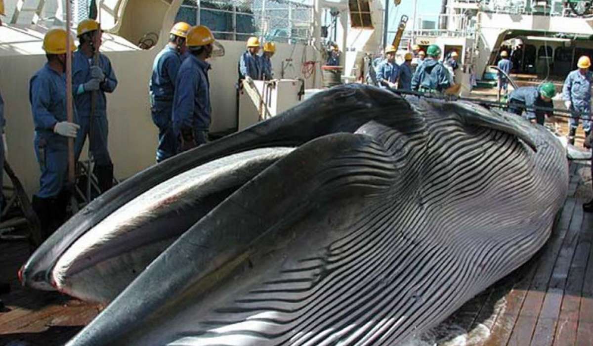 Japón abandonó la Comisión Ballenera Internacional en diciembre del año pasado. (Especial)