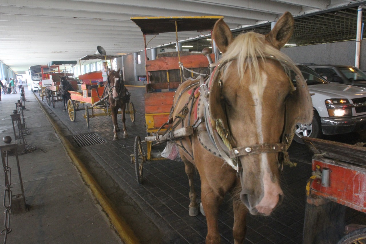 La Comisión de Medio Ambiente aprobó el dictamen que contiene reformas a la Ley de Protección y Bienestar Animal. Foto: Archivo