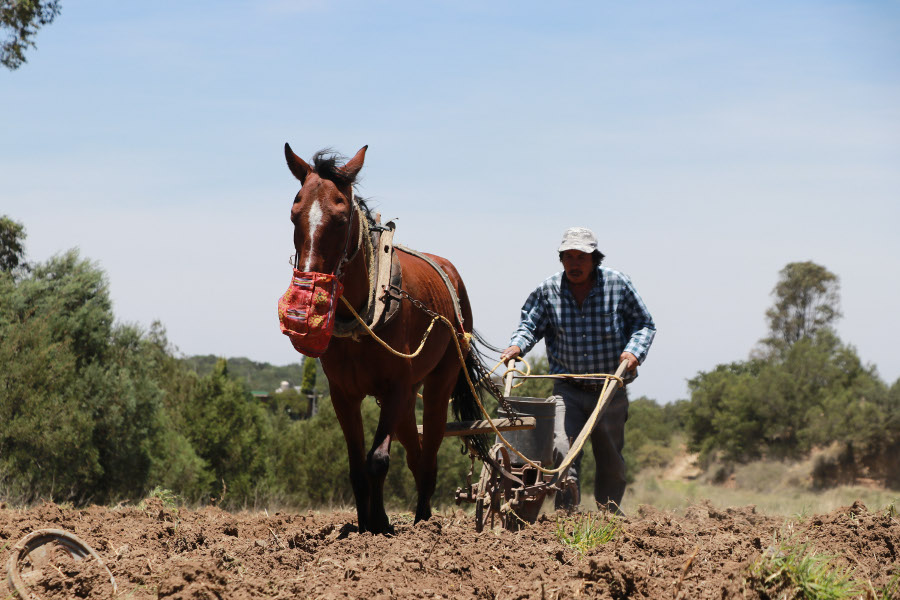 La industria agroalimentaria representa 70% del uso del agua a escala mundial (Cuartoscuro)