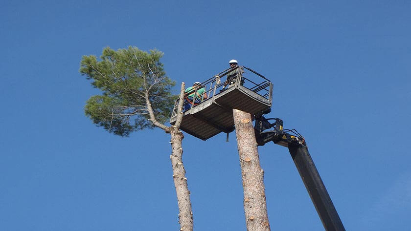 Tala de árboles para llevar a cabo grandes construcciones (Foto/ESPECIAL)