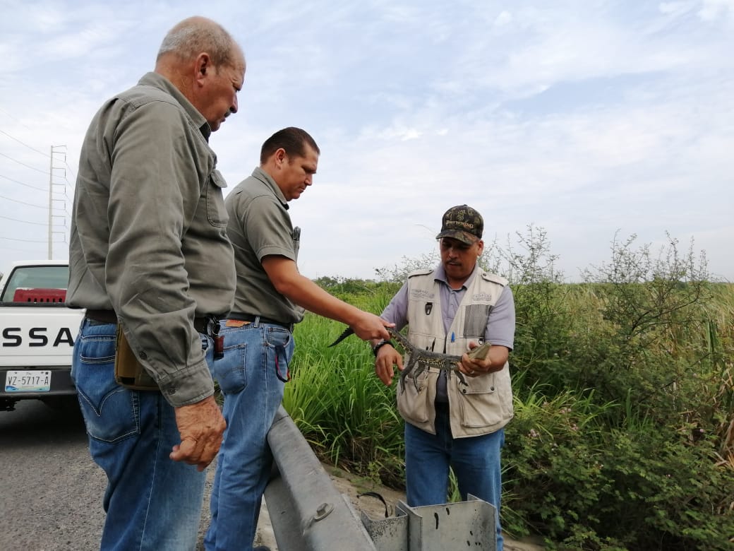Profepa reintegra a tres cocodrilos a sistema lagunario en Altamira (Foto/CORTESÍA)