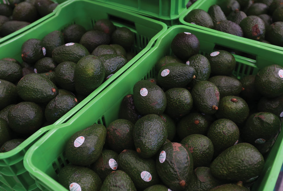 78% del aguacate mexicano se envía a EU y generó un valor de exportación por 2,392 mdd en 2018.