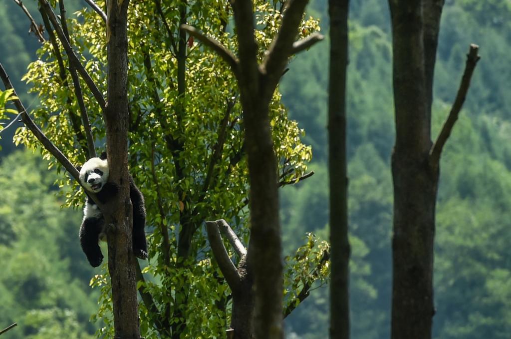 China. Un panda posa sobre el árbol en la Reserva Natural Nacional de Wolong, donde son observados para su preservación (AFP)