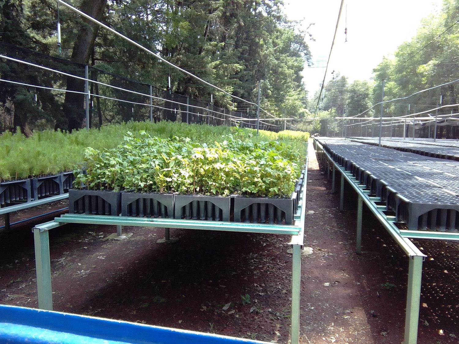 En los Viveros de Coyoacán se crían los árboles que se utilizan para reforestar. (Emmanuel Delgado)