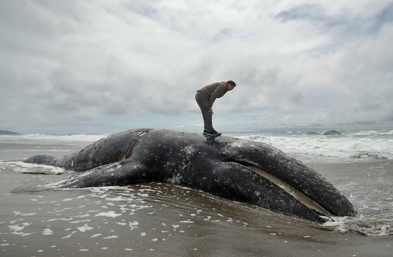 Se han encontrado unas 70 ballenas muertas en lo que va del año en las costas de California, Oregon, Washington y Alaska, la mayor cantidad desde el a