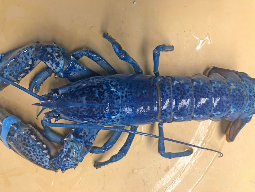 Una extraña langosta azul de salva de ser cocinada en restaurante de Massachusetts (Twitter).