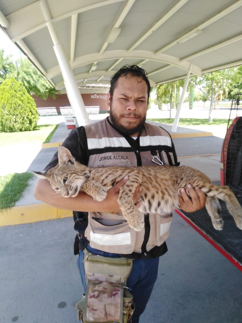El lince se encuentra en custodia y listo para liberar. (Cortesía)