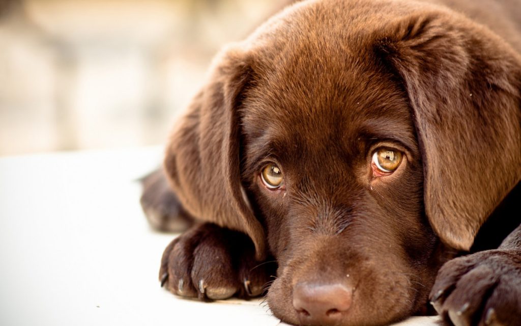 Mirada tierna de perro (Especial).