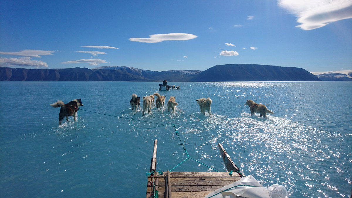 La foto tomada en Groenlandia muestra a unos perros que jalan un trineo en un enorme charco de agua. SteffenMalskaer