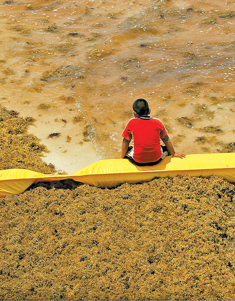 Inundación de algas en Cancún. (Juan Valdivia/EFE)