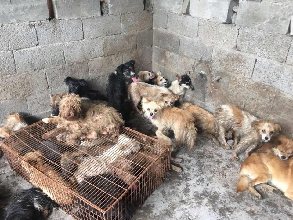 Perros son rescatados antes de ser cocinados en festival de China (Facebook).