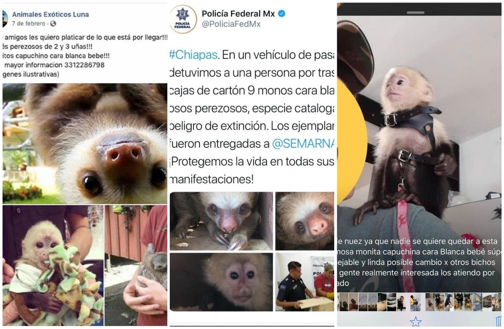Los animales decomisados en Chiapas fueron ofertados en redes sociales. (Especial)
