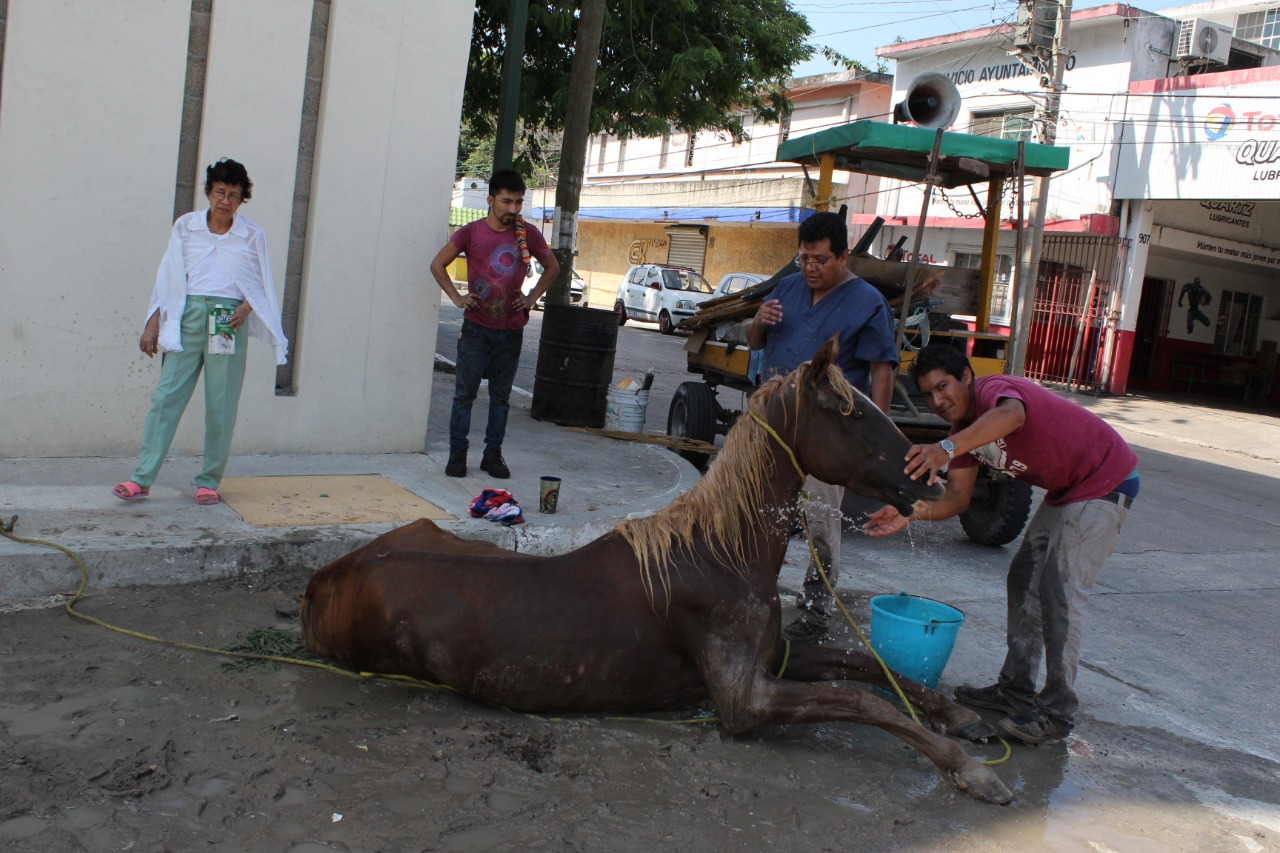 El caballo fue víctima de los estragos provocados por las altas temperaturas
