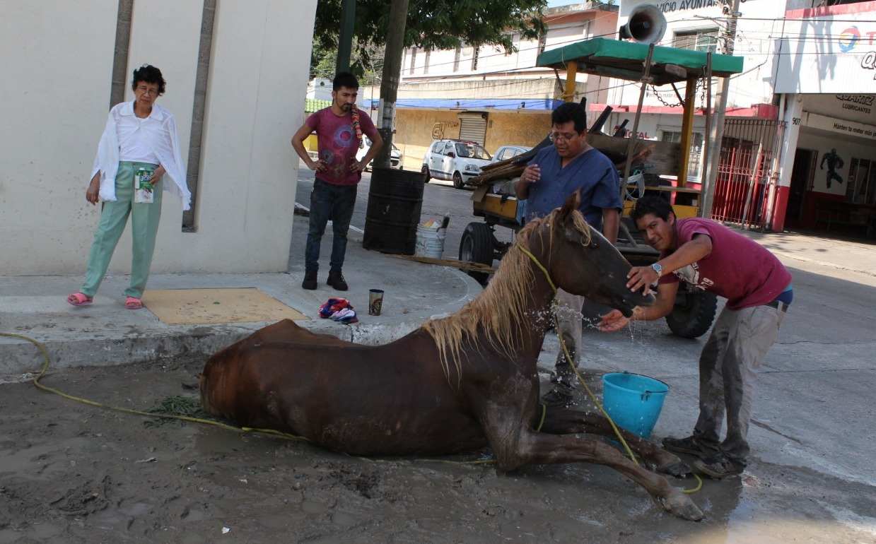 https://images.milenio.com/G-aT3zf2HK0zr6k9CAKyQEz26EU=/958x596/uploads/media/2019/06/20/caballo-victima-estragos-provocados-altas_18_67_1239_770.jpg