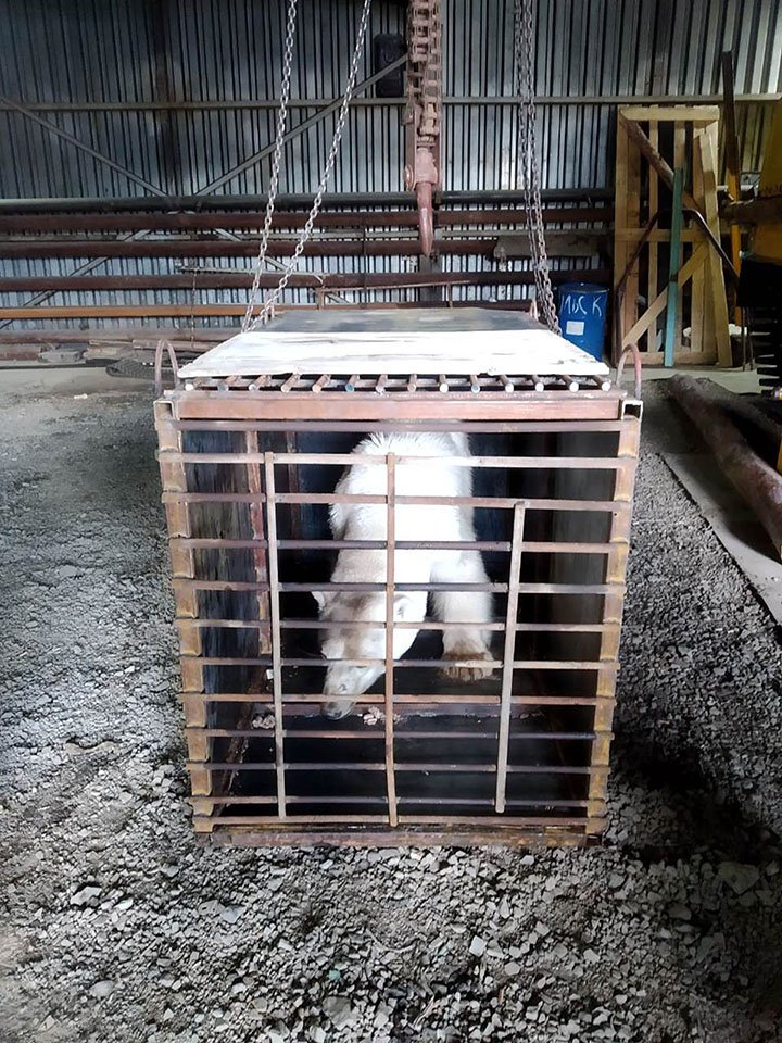 Las imágenes del animal exhausto se popularizaron en las redes sociales. The Siberian Times