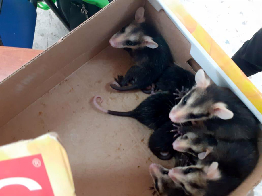 Se trataba de 6 cachorros de 5 días de nacidos. (Cortesía)