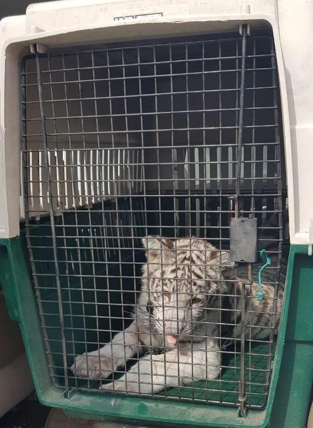 En Veracruz, elementos de la Fisaclía General del Estado aseguraron a tigre blanco. (Isabel Zamudio)